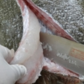 ヒラメのさばき方 お造り のコツ レシピ 作り方 By Startrek 楽天レシピ ヒラメのさばき方 お造り のコツ レシピ 作り方 By Startrek 楽天レシピ